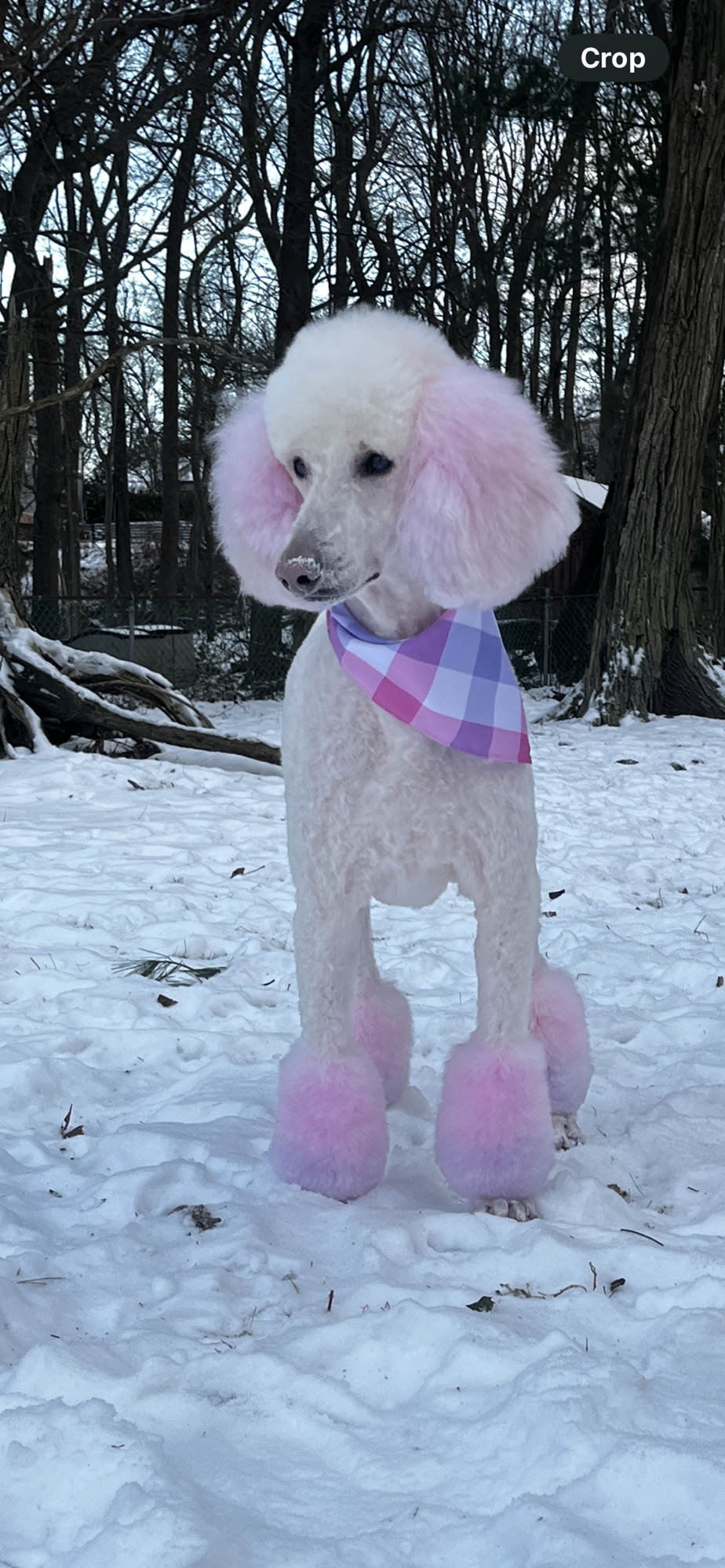White poodle outside