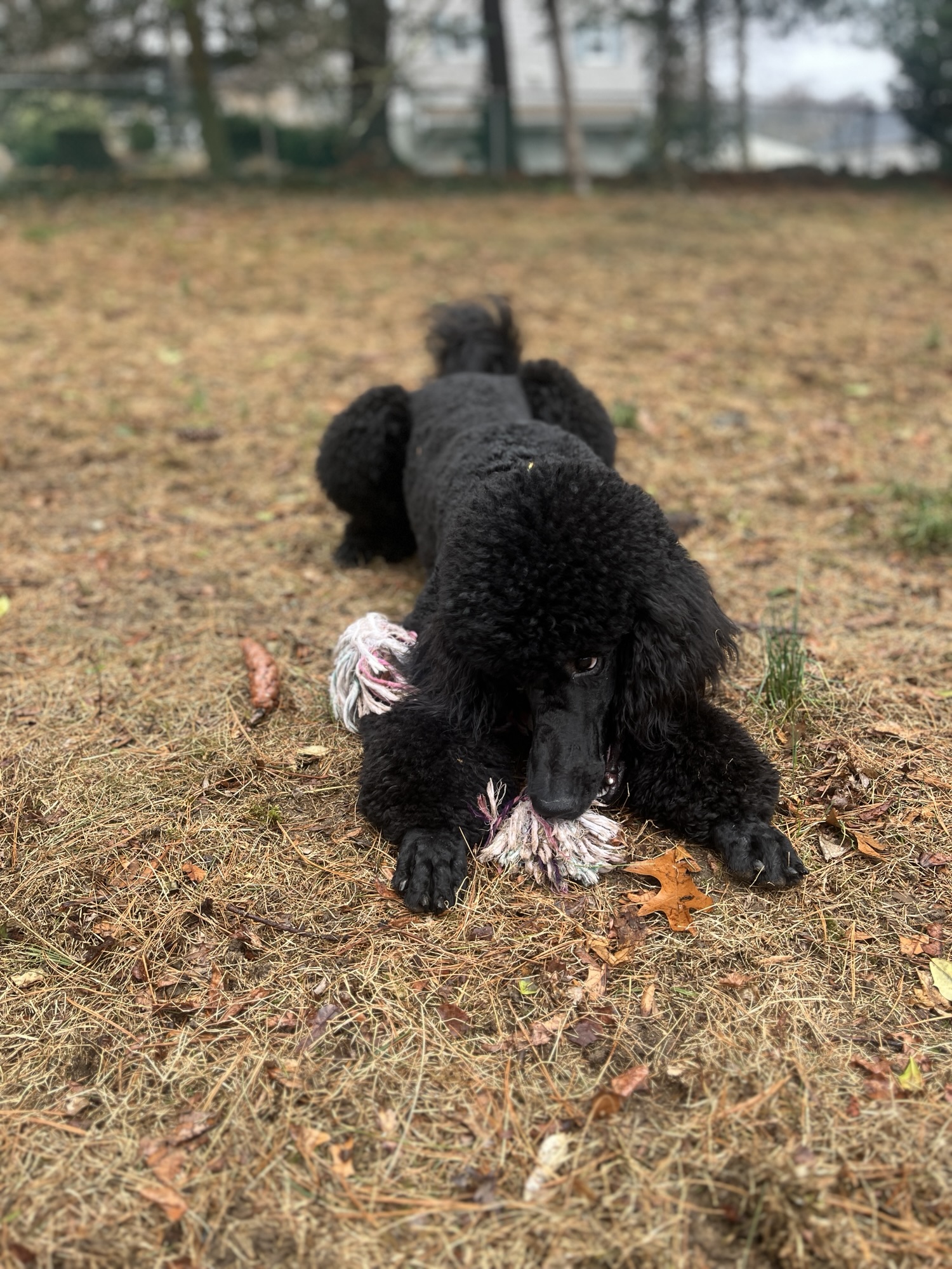 Black dog playing outside in the yard